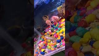 flowerhorn vs oscarfish#shorts