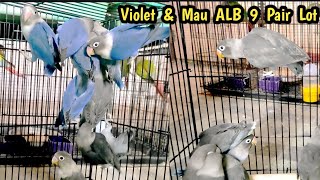 Violet  &  Mau Love Birds 9 Pair Lot Quality Birds || ABP Aviary || Mujeeb Ul Rahmaan || Ahmedabad