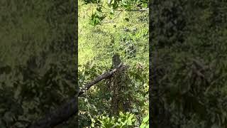 Big iguana spotted hanging out under the Gorilla Rock!