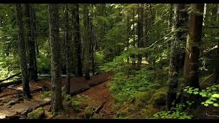 Forest Nature Bird Sound | Relax Ambient Sound of Nature Birds in Forest