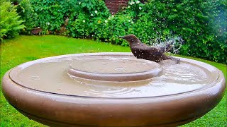 Bird Bath Camera in a Garden in Sheffield, England (Live at 4K / 60fps).