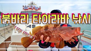 붉바리 ( 잡고 싶어서 ) 타이라바 낚시 - 완도 섬사랑호 타고 배낚시 ~ rubber jigging red spotted grouper