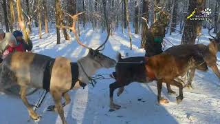 Reindeer, dog (husky) and horse sledding rides