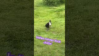 Indian runner duck