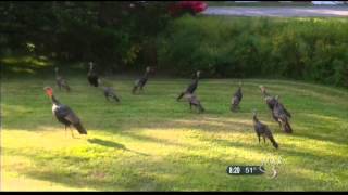 10/20/13 WCAX Wildlife Watching PKG