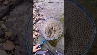 Attacco 🔝🔝🔝 splendida trota fario #shorts #youtubeshorts #youtube #viral #fishing #trout