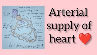 Arterial supply of heart / Coronary artery#coronary #circulation