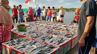 Musim Ikan Layang !! Tangkapan Nelayan Sebanyak Dua Ton