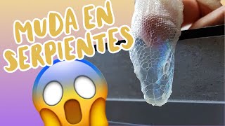 MUDA EN SERPIENTES 🐍 | Muda correcta ✅ | Muda Retenida 😖