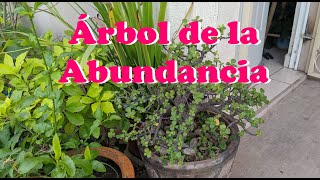 Árbol de la Abundancia| Portulacaria Afra| Guía de cuidados