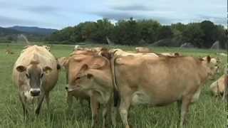 J J's Jerseys Organic Dairy Farm - New Sustainable Today Part 4 Episode 1303