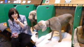 Weimaraner begs for strawberries at Crufts dog show