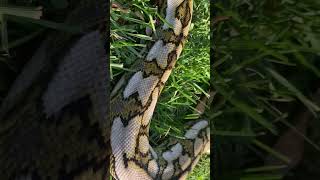 Such a beautiful animal! #shorts #short #snake #subscribe #animals #pets #nature #youtubeshorts #pet