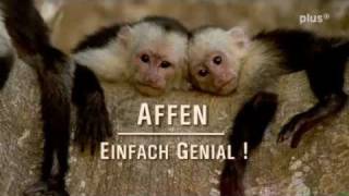 Affen - einfach genial! 1-3