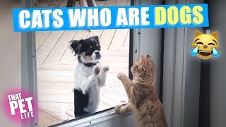 Cats Who Think They're Dogs 😏 | Funny Cat Compilations