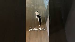 Pretty Girl Cat Nai Nai Walks Like This This This… #cat #prettygirl #nainai