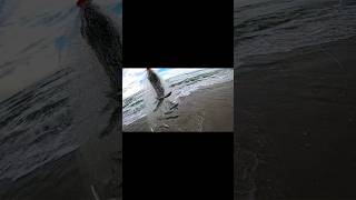 How to throw cast net for bait #mullet #castnet #freebait #beach #surffishing #fish