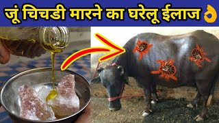 गाय/भैंस में जूॅ ,चिचडी,कलनी को मारने का देसी ईलाज|Ju,chichdi ka ilaj|Remove ticks from cow/buffalo