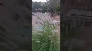 Aaaa tenu zoo di sair karawan | Al Ain zoo #zoo #animals #ducks #flamingo #trending #viral #dubai