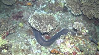 Hunting Moray Eel catches a Fish in the Maldives