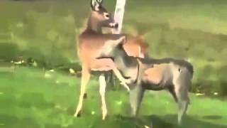 Deer Mating with Fake Deer Funny Animal Fail funny videos