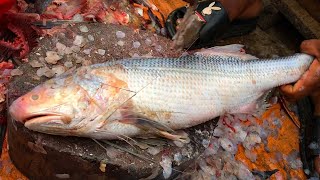 2 Big Rawas Fish Cutting & Chopping By Fishmonger At Fish Market, Fish Cutting Skills With Knife