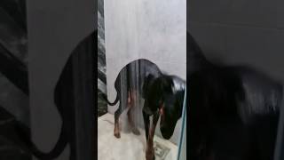 Doberman vs ama Sona Dikkat #shorts