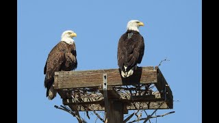 Today we get to see the Bald Eagles at the very nice Riparian at the Gilbert Water Ranch.