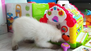 сиамский котенок (котёнок сиамский)