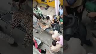 Leopard Rescue From Crowded Area 🐆 Leopard Attack In Nashik | Wild Animal Attack Video #ytshorts #yt