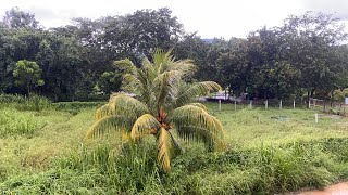 Voces de la naturaleza 🇭🇳totalmente en vivo🇭🇳