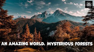 An amazing world. Mysterious forests. Part 1 documentary film.