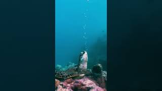 Did you know turtles can sleep like this? zZz  #turtel #like ❤ 📍Rarotonga, Cook Islands, New Zealand