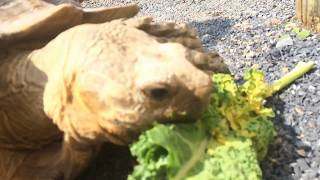 Friendly Turtle Eating Vegetables - Crunch Crunch - Close up - ASMR