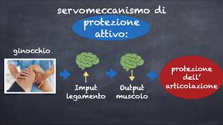 Lesione Legamento Crociato Anteriore: Intervento Vs Conservazione