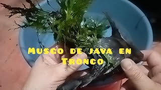 Pegando musgo de java en un tronco