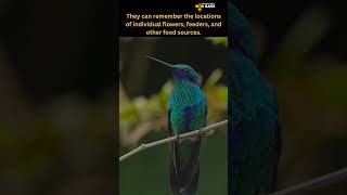 Fun facts about humming bird | Discover with Sabi