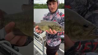 GIANT BASS destroys the whopper plopper!!!!