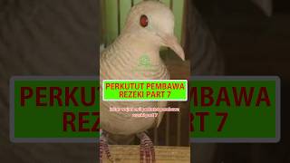 Inilah Wujud Asli Perkutut Pembawa Rezeki Part7 #shorts #burungperkutut #perkututudanmas #perkutut