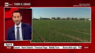 Strategie per incrementare la produzione di grano italiano - Focus Agorà Extra (Rai3)