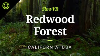 Seclusion in a Redwood Forest - California, USA [Slow VR 8K 360° Video & Sound]