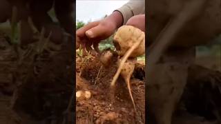 harvest happiness #turnip #shortvideo