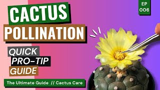 Complete Guide to Cactus Pollination, Seed Cleaning, and Storage / Cactus Care Ep. 06