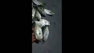 Sharing my catches in night Fishing adventure for this month of Nov.2023../ Zamboanga City