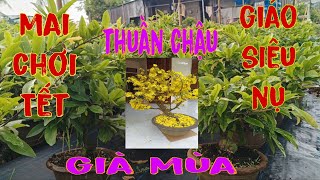 26/10)☎️0911797407☎️Mai giảo siêu nụ, chơi Tết, thuần chậu, giá rẻ