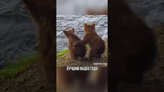 САМОЕ МИЛОЕ ВИДЕО ГОДА