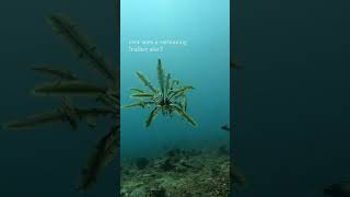 Aquatic Plant Series - Feather Star I PlantFactory