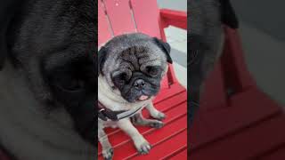 Jacob is always the sleepy pug #pug #dog #cute #maroon5 #animals #pet #coffee #starbucks #poprock