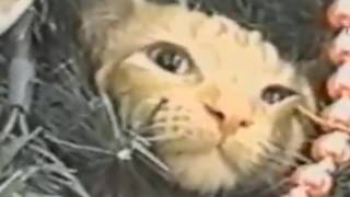 Wanna laugh Get a cat!   Funny and cute cat compilation   YouTube zoom