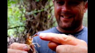 Make a Two Entrance Crayfish Trap - Made from household items